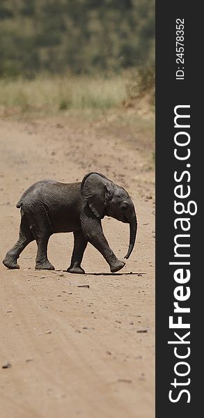 Orphaned Baby African Elephant walking in the open plains, following her family to a water hole. Orphaned Baby African Elephant walking in the open plains, following her family to a water hole.