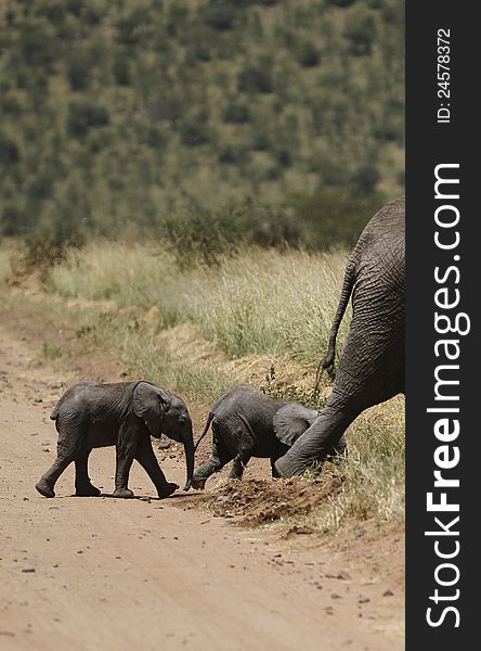 Two Baby Elephants following Mum in the Serengeti bush. Two Baby Elephants following Mum in the Serengeti bush