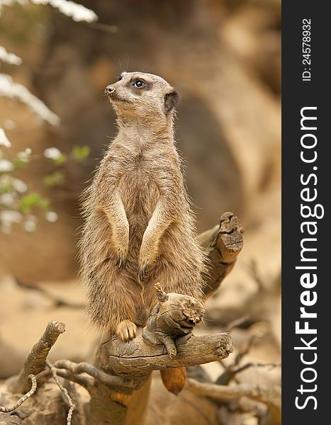 A meerkat standing on a branch and looking around