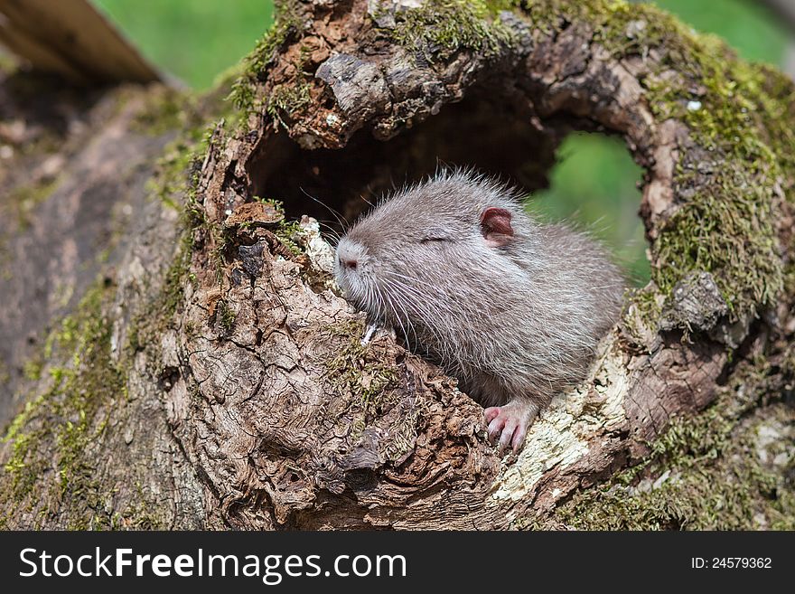 Nutria, photo taken on the banks of the creek in the woods. Nutria, photo taken on the banks of the creek in the woods