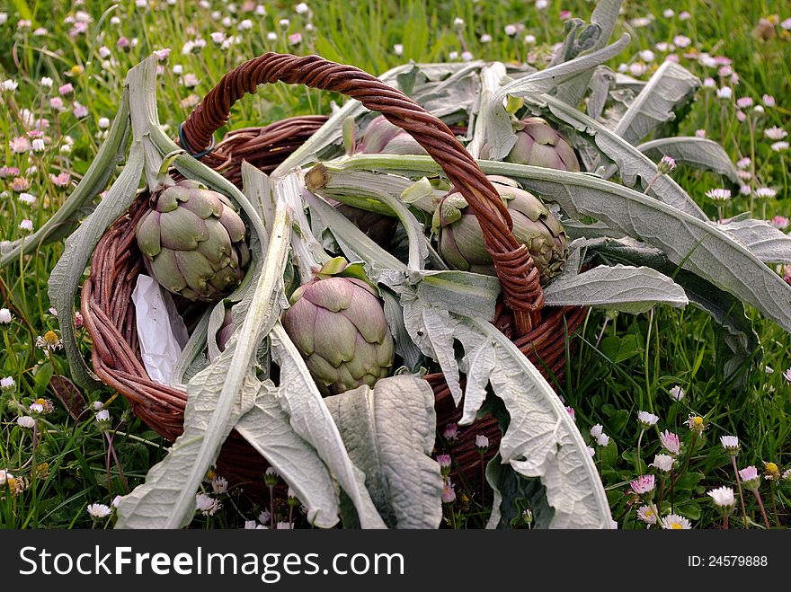 Fresh artichokes in the basket