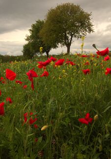 Field Of Red Poppies Stock Images