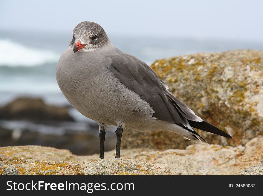 Seagull in western coast of North America. Seagull in western coast of North America