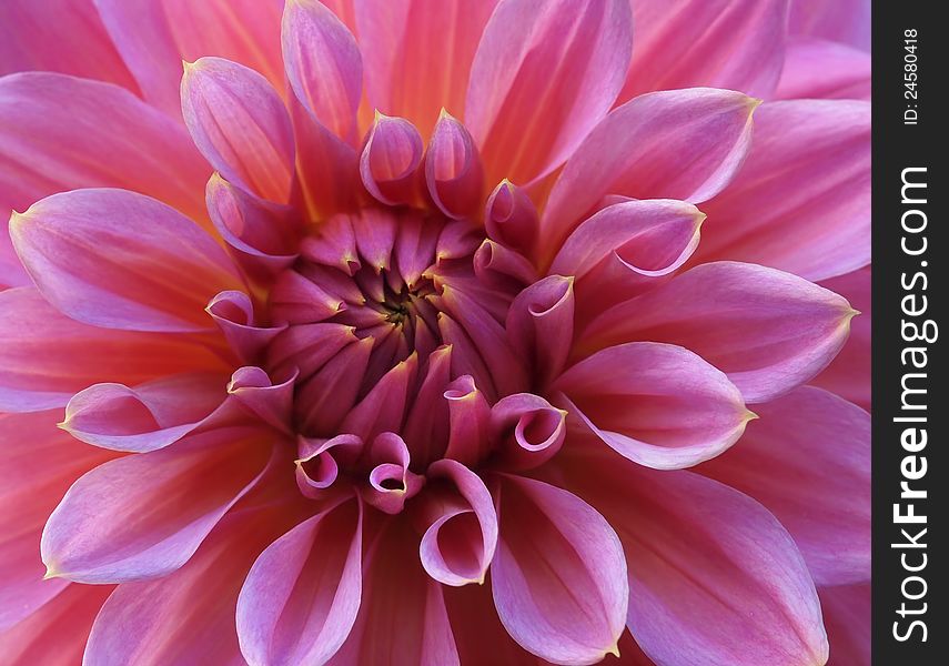 Pink Dahlia close-up creating colorful floral background