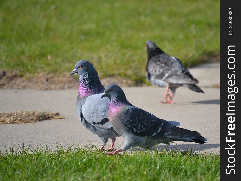 Three love doves walking down the side walk.