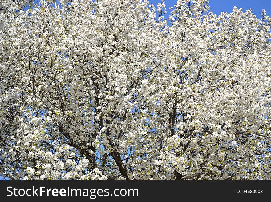 Beautiful blossomed spring tree with white flowers