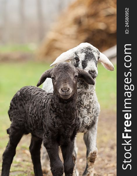 Curious lambs looking at the camera in spring. Curious lambs looking at the camera in spring