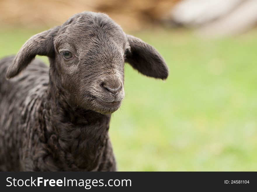 Curious lamb looking at the camera. Curious lamb looking at the camera