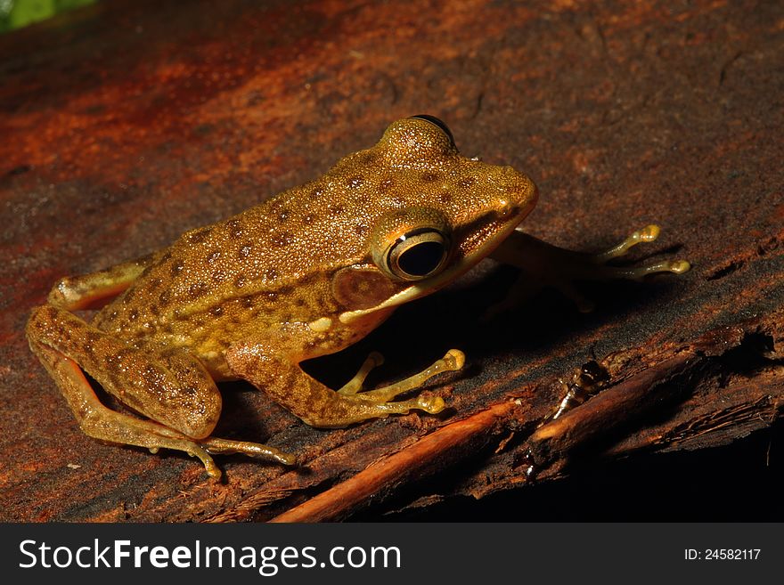 A Brown Frog photographed on a tree