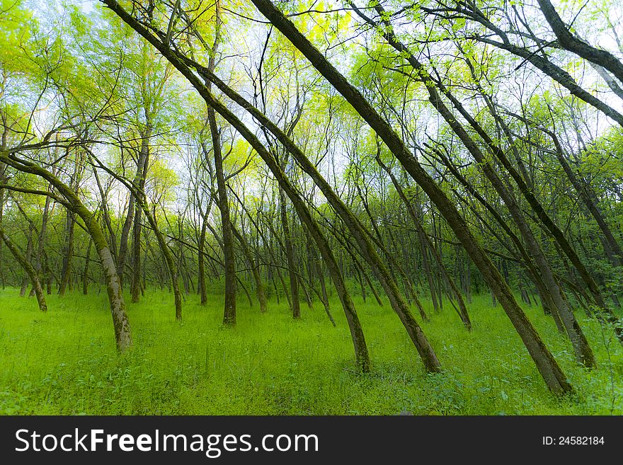 Fresh green foliage in forest in spring in bright sunlight