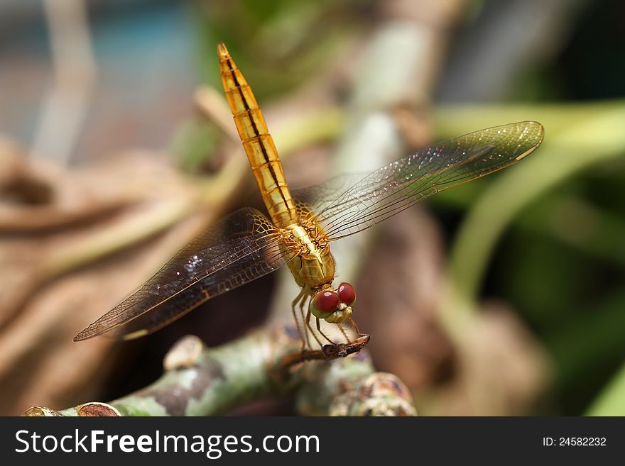 Macro Shot of a yellow dragonfly