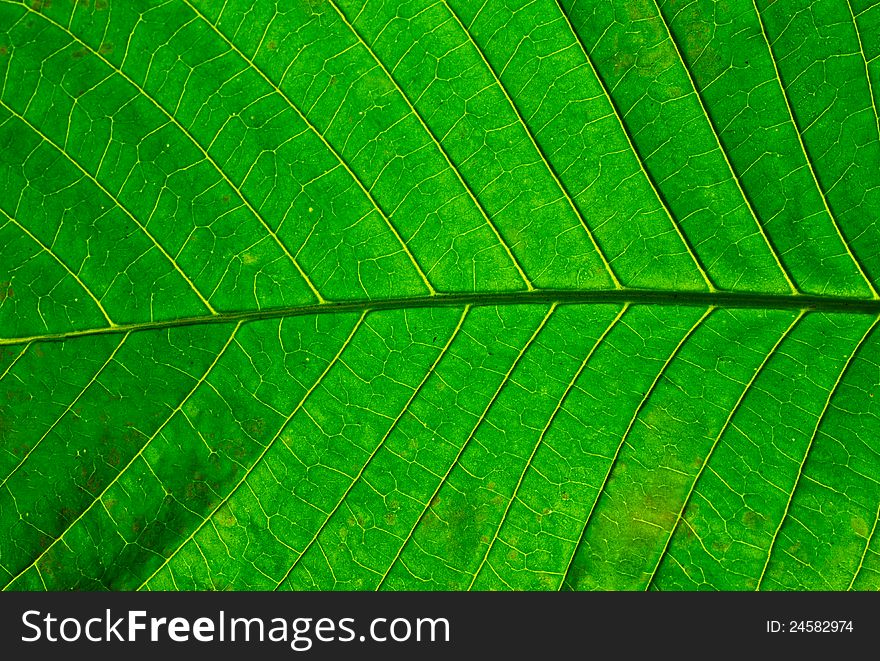 Green leaf texture use as background