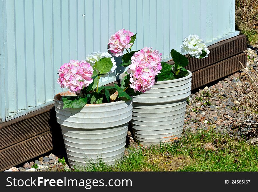 Two pot with flowers in the garden outdoor. Two pot with flowers in the garden outdoor