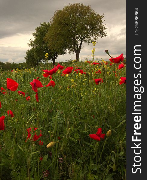 A field of red poppies after the storm