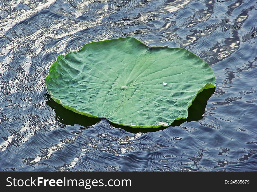 Water drops on green lotus leaf