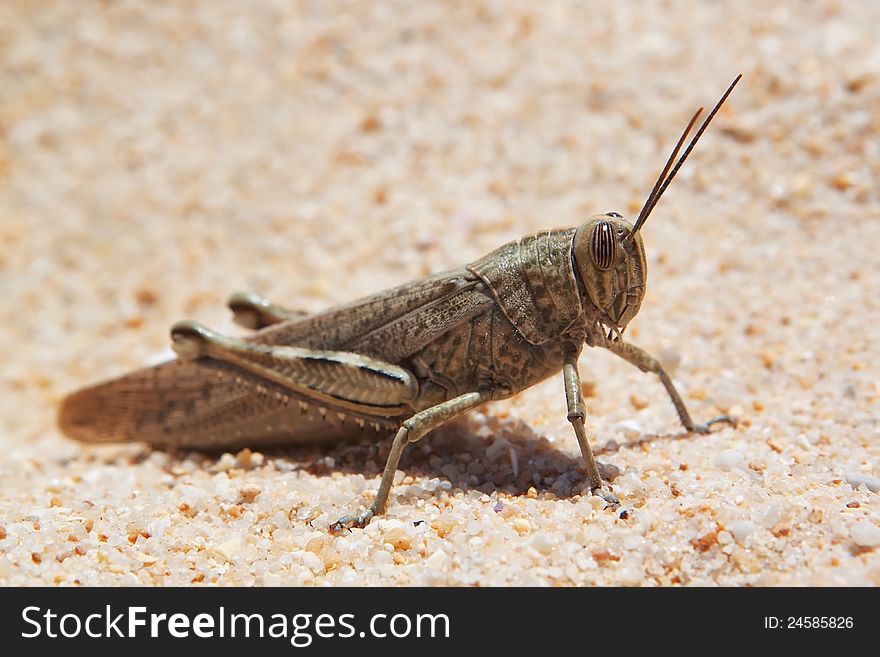 Large grasshopper, locusts basking on the beach Portugal.