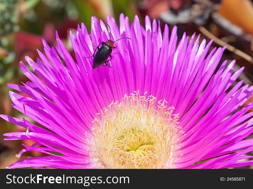 Flora And Fauna In The Garden.