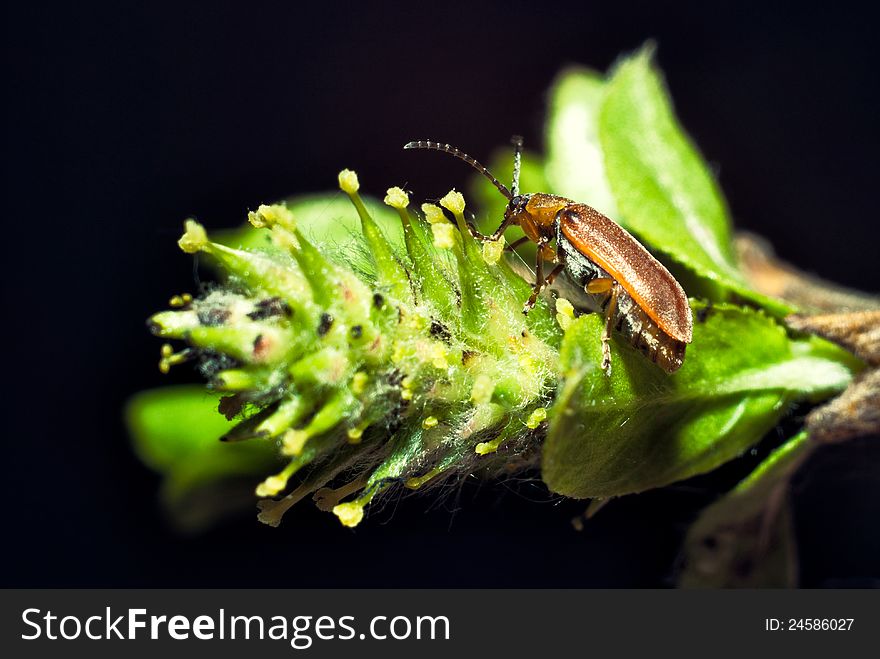Beetle On A Plant Macro