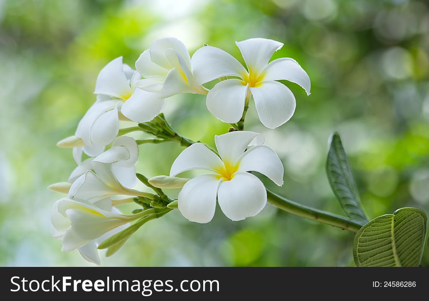 White frangipani flower in a garden, Thailand.