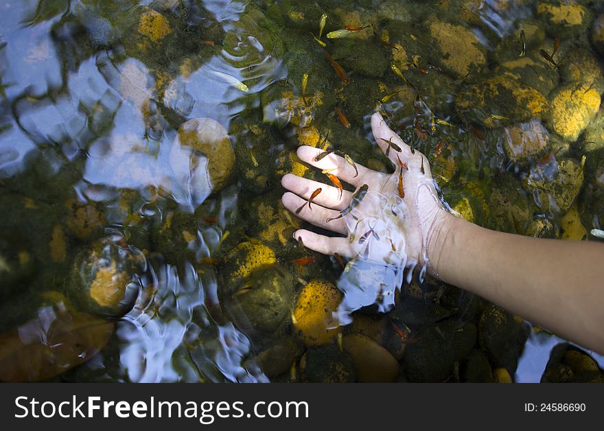 Pond with small fish and hand.
