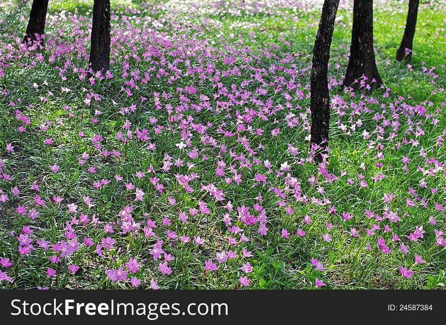 Heather and pink flowers that are blooming beautifully.