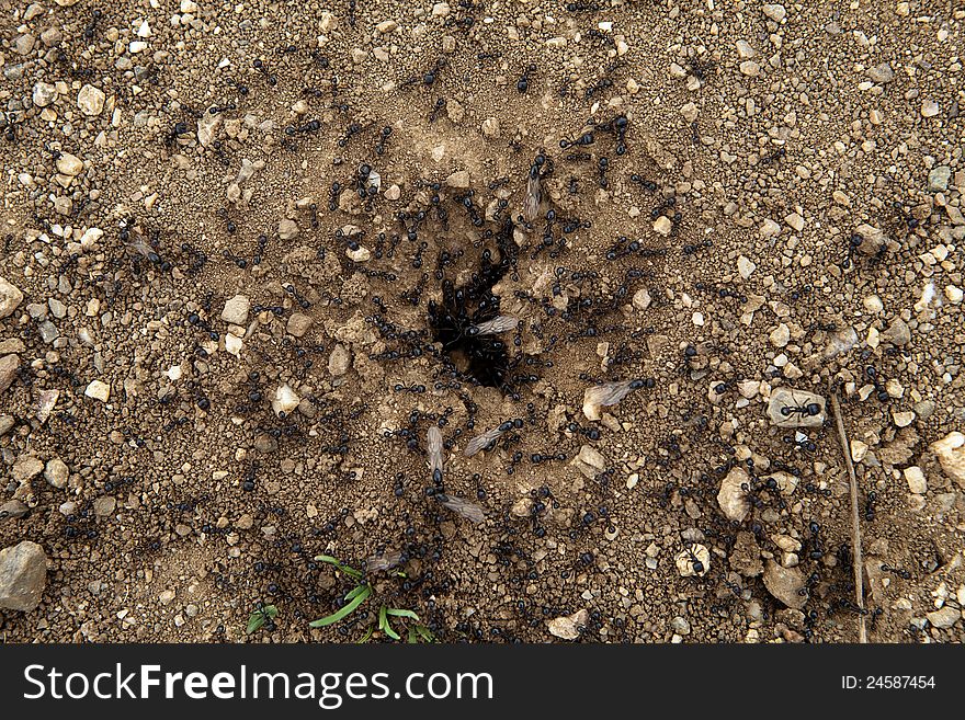 A group of ants introducing some food into their hole