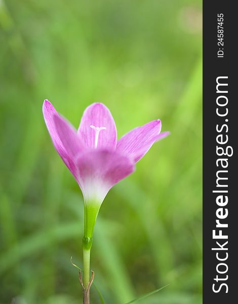 Closeup of pink flower in forest. Shallow focus depth on flower. Closeup of pink flower in forest. Shallow focus depth on flower