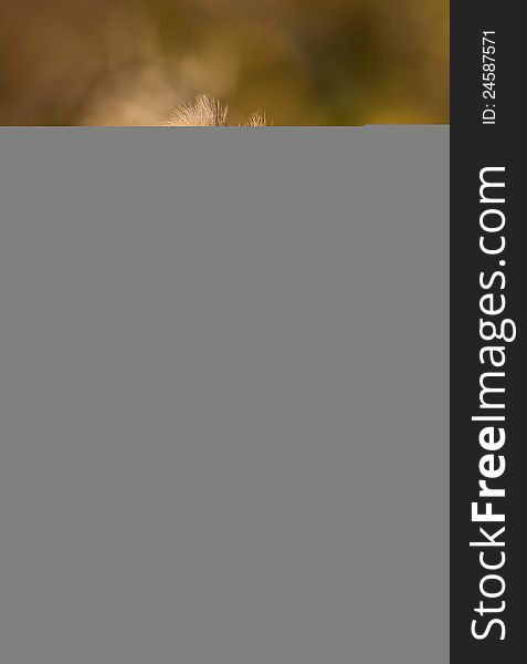 Pair Of Birds Perched On Thornbush