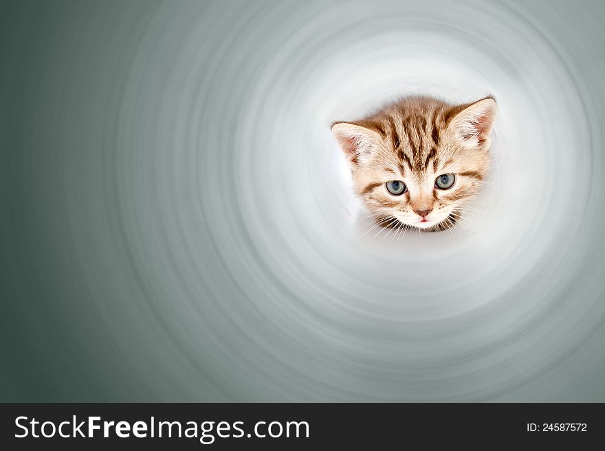 Funny kitten inside of pipe or tube