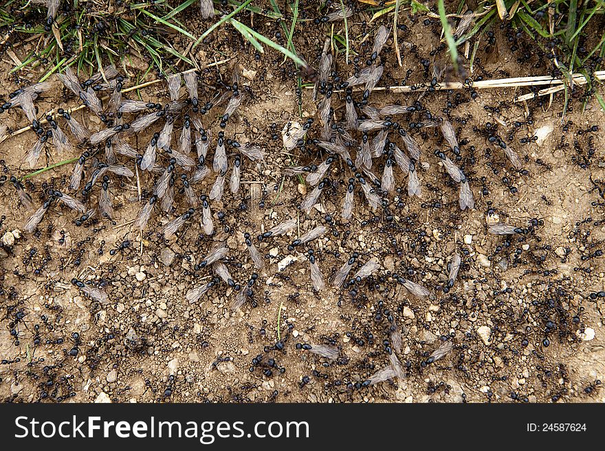 A group of ants introducing some food into their hole