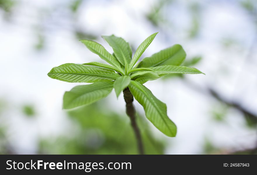 Green leaves