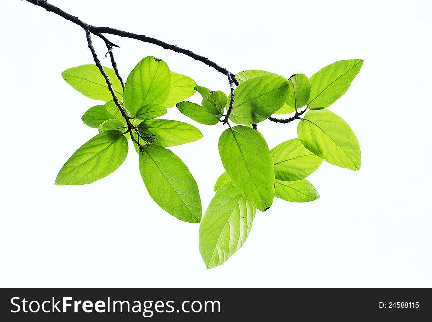 Green leaves of the trees in the spring. A white background.