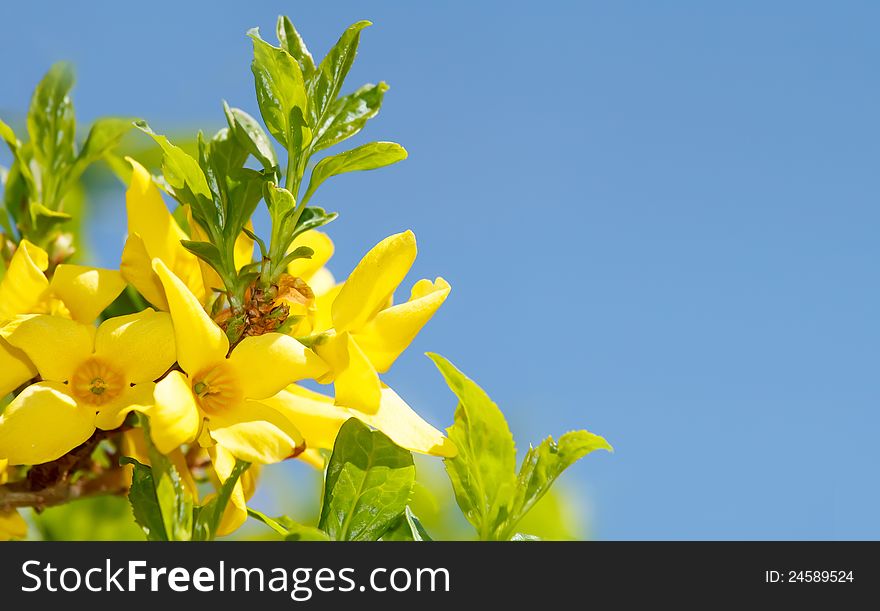 Blossoming forthysia in spring against blue sky and with space for text