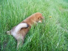 Cute Cute Ginger Puppy In The Green Bright Young Grass Stock Photography Cute Cute Ginger Puppy In The Green Bright Young Grass Stock Photography