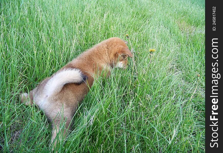 cute cute ginger puppy in the green bright young grass