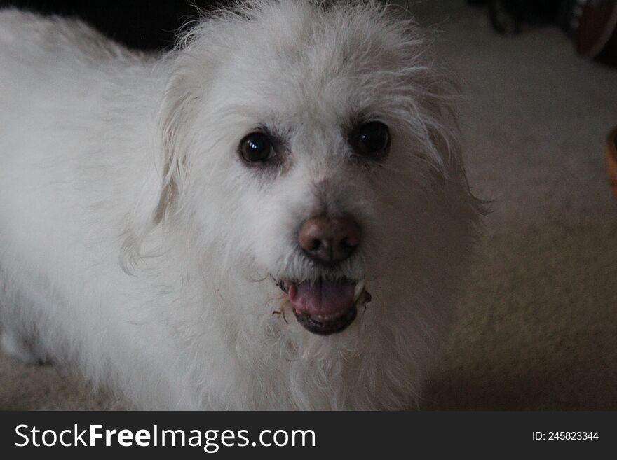 A close up portait of a happy little white dog