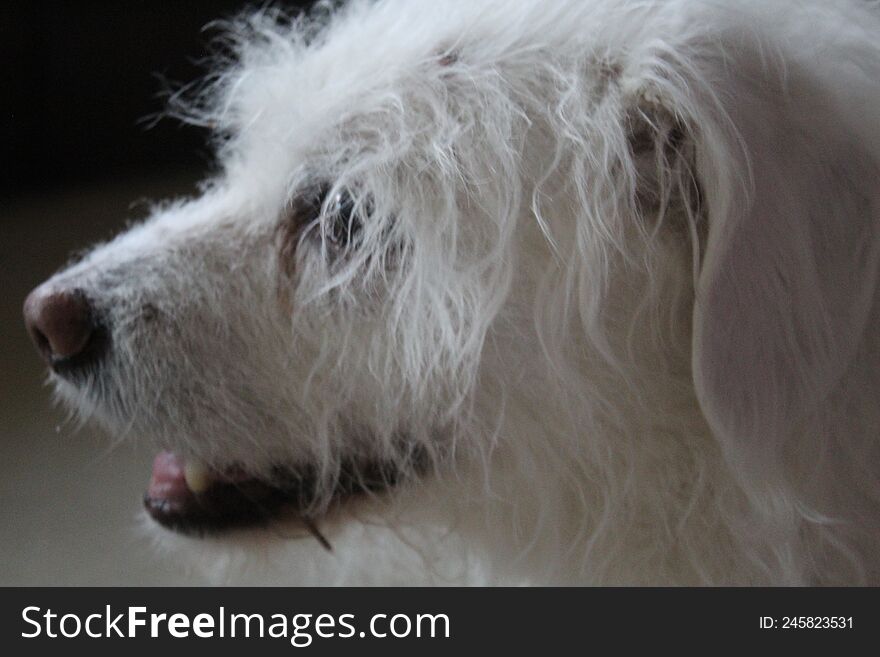Profile of little white dog