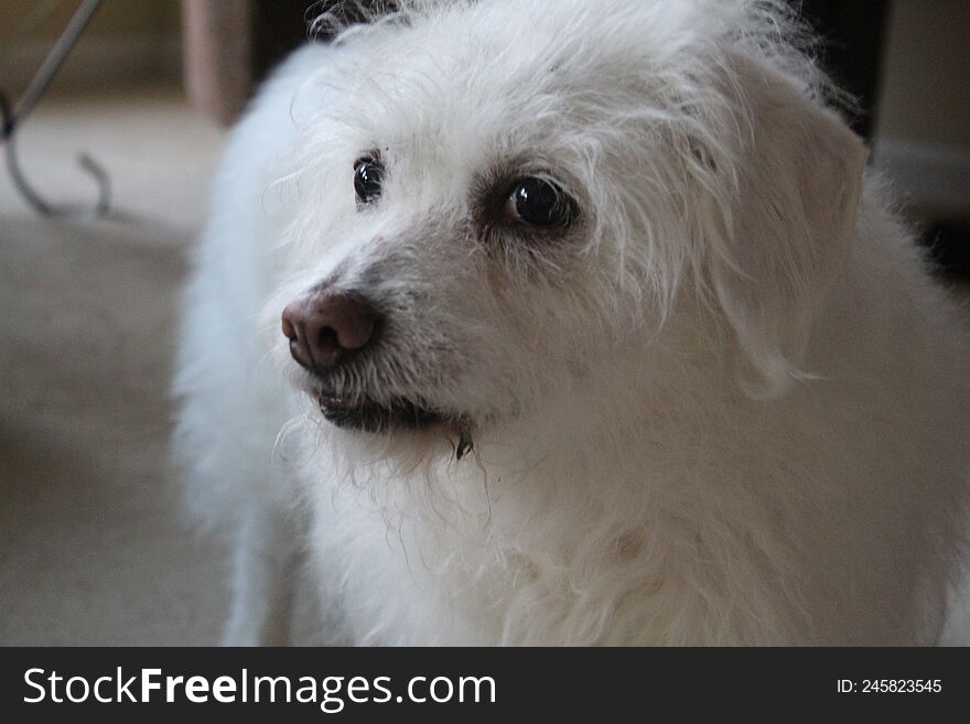 Little white dog looking pensively at something