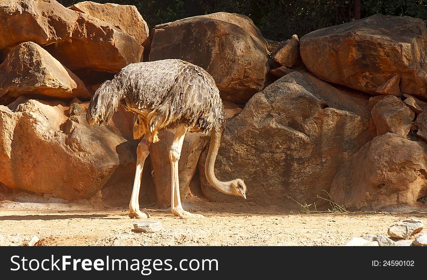 A large ostrich pecking food at the dirt. A large ostrich pecking food at the dirt