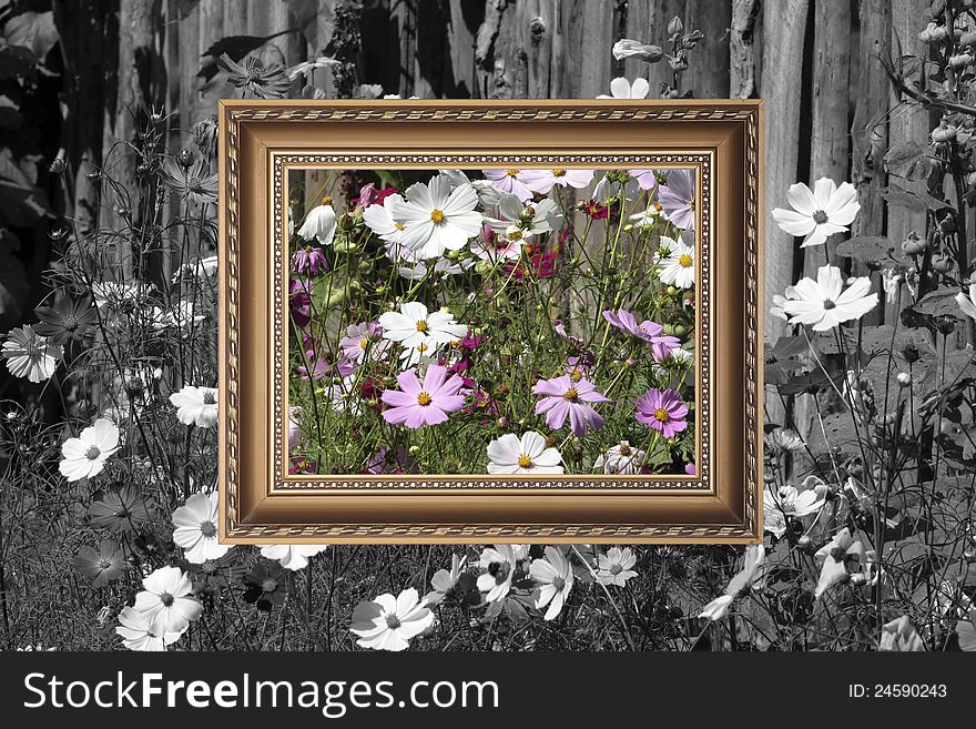 Colorful countryside flowers with gold picture frame.