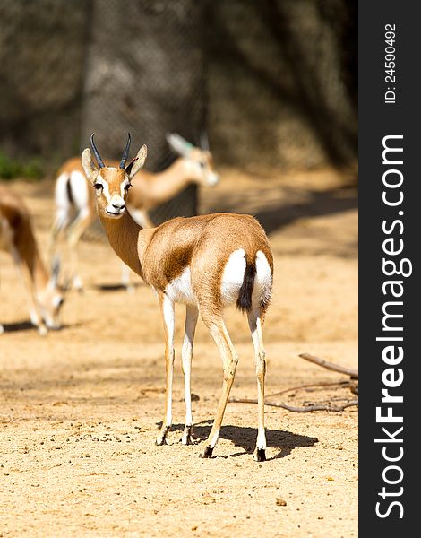 African antelope in a zoo