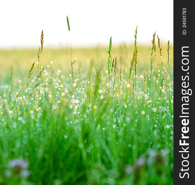 Green grass with drops of dew