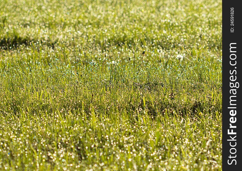 Orange and blue diamonds scattered on the grass. Orange and blue diamonds scattered on the grass