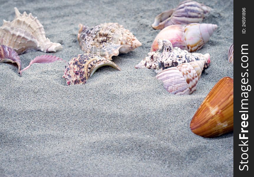 Marine snails on sandy beach. Marine snails on sandy beach