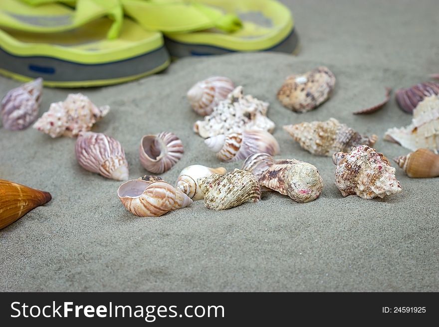 Marine snails and flip flops on the sandy beach. Marine snails and flip flops on the sandy beach