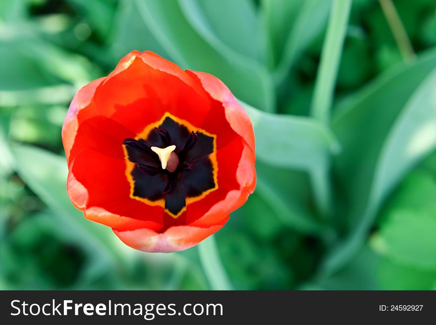 Red Tulip on a background of green leaf close-up. Red Tulip on a background of green leaf close-up.