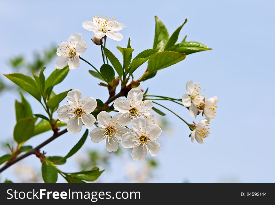 Branch of a cherry blossom on the background of the blue sky on a Sunny spring day. Branch of a cherry blossom on the background of the blue sky on a Sunny spring day.