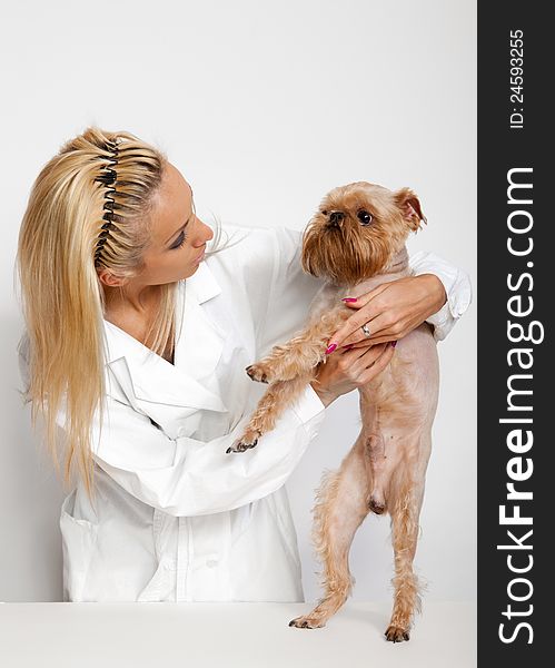 Veterinarian inspects a little dog breed Griffon Bruxellois. Veterinarian inspects a little dog breed Griffon Bruxellois