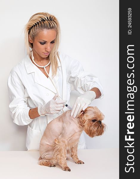 Veterinary doctor of doing an injection of a little dog. Veterinary doctor of doing an injection of a little dog