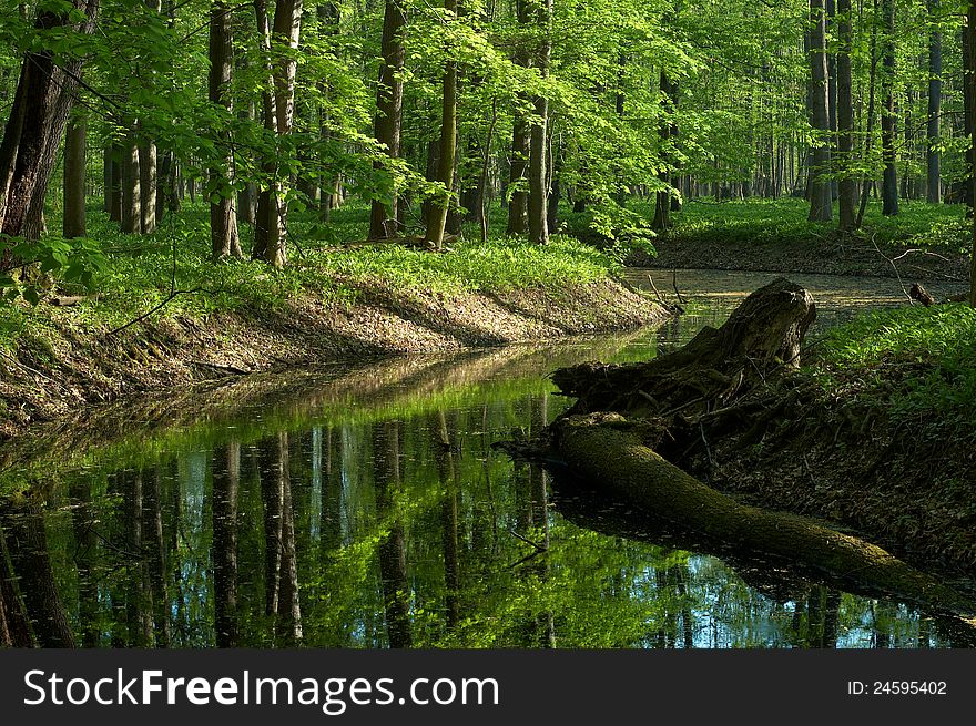 Spring forest with a stream and blue sky